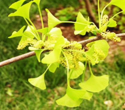 Gingko Biloba P.E.